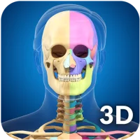 Skeleton Anatomy Pro.